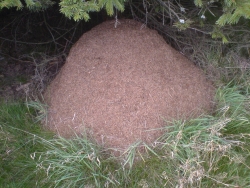 Lexikon: Ameisenhügel